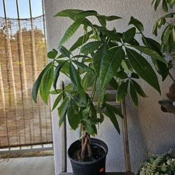 Large Money Tree For 6” Pots