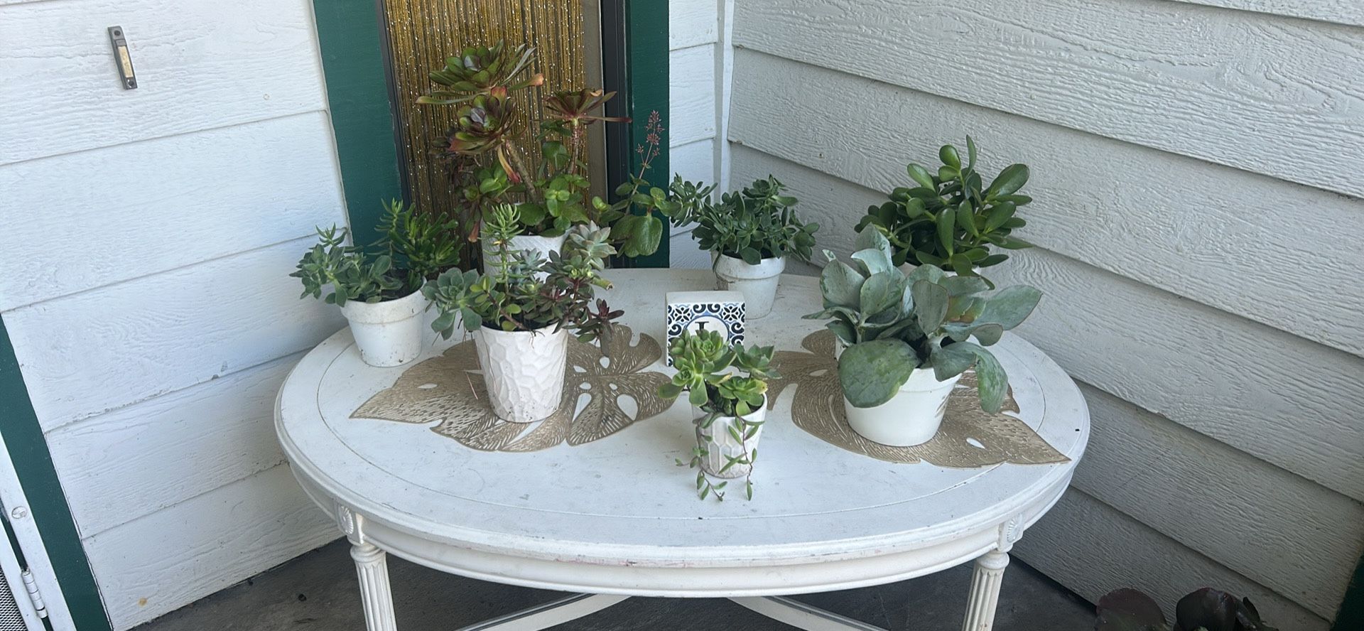 Succulent Arrangement All For 30