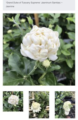 Grand Duke of Tuscany Supreme Jasmine plant 🌱, 5 gallons, 1 foot tall