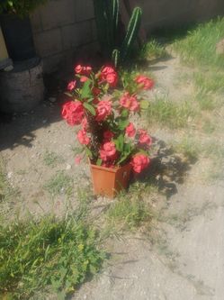 Corona De Cristo