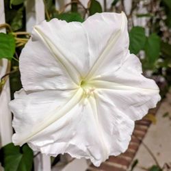 Giant White Moon Flower Preorder Plants! Blooms at night and glows in the moonlight! Vining Variety With Extra Large Flowers!