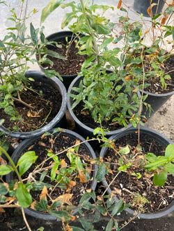 Large 5-Gal Pomegranate Tree – 2 Years Old & Sun Acclimated