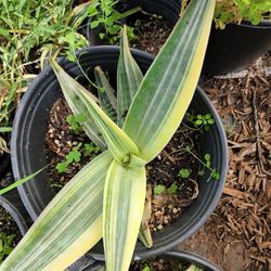 Aloe Coral Variegated  1- G , No Agave Succulent Plants