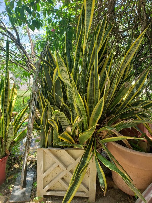 Snake Plant for Sale in San Antonio, TX OfferUp
