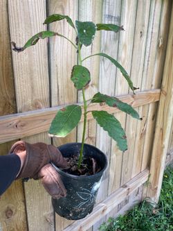 Established avocado tree about 12 inches tall - 5$