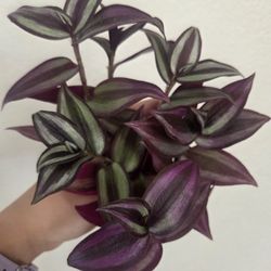 Tradescantia Zebrina Plant Cuttings