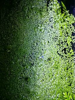 Duckweed for your aquarium.