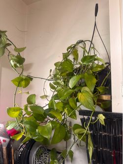 Extra long, Pothos plants two of them Extra long, Pothos plants two of them