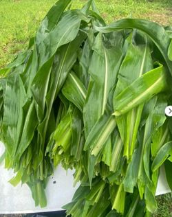 Hojas de milpa