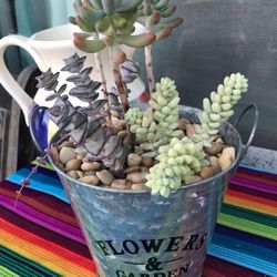Succulents 