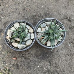 Haworthia Zebra Plant $8