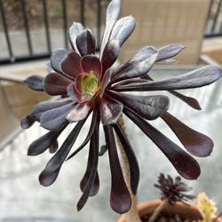 Aeonium Succulent 