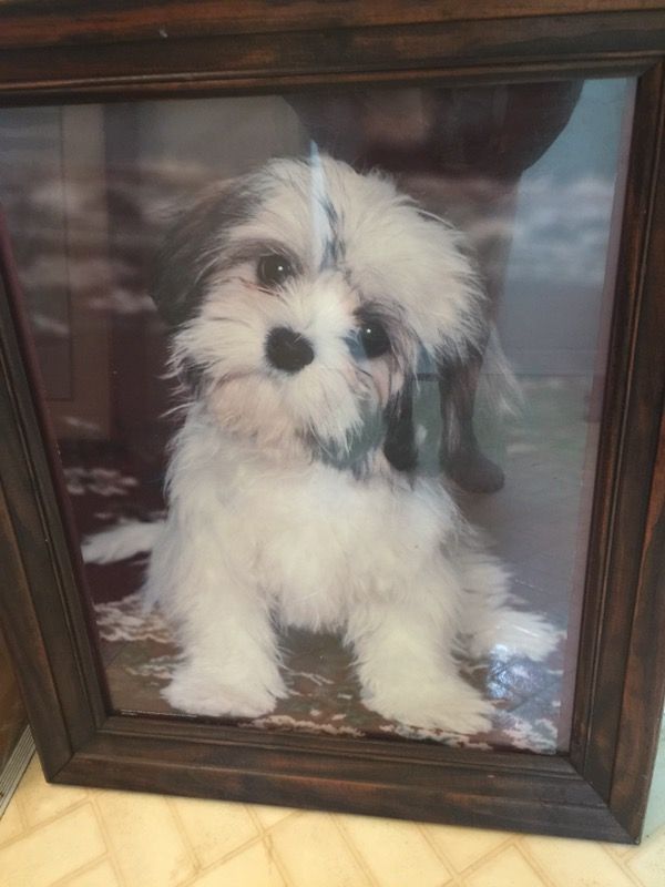 Wood Framed Picture of Adorable Shih-Tzu!!