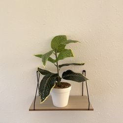 Fake plant and shelf decor
