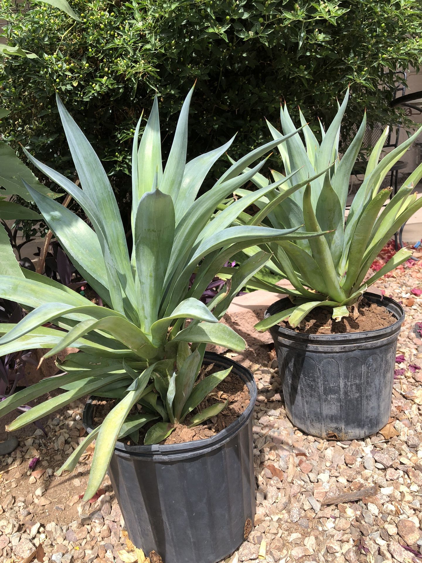 Foxtail Agave Plants / Spineless Jade Agave Plant
