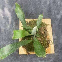 Staghorn Fern Mounted On Cedar P. bifurcatum