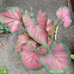 Caladium Potted Plant 