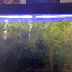 Tank Full Of Plants 