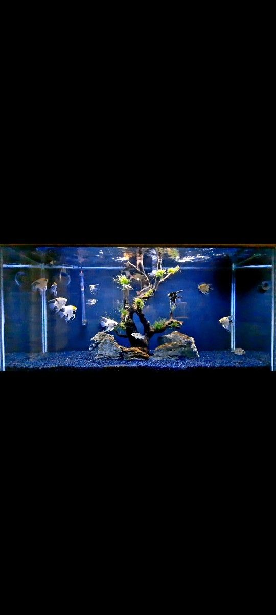 90 Gallon Aquarium/Fish Tank