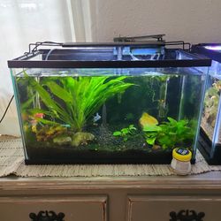 10 Gallon Fish Tank