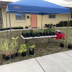 Plant Sale 7/10/15