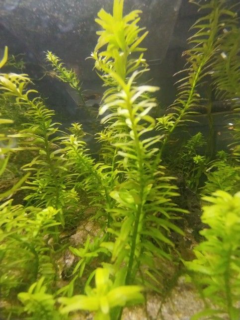 Rotala