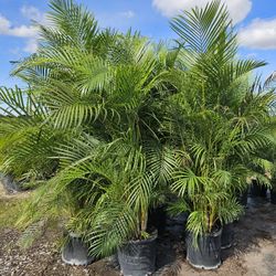 hugearecas and podocarpus About  7 feet tall over the pot Instant privacy Hedge for fence green full 