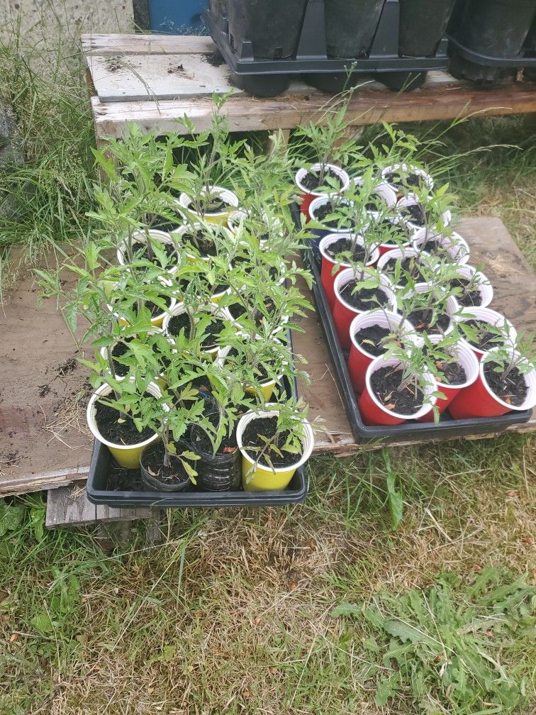 Cherry Tomatoes Each $2
