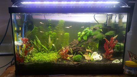 10 gallon fish tank
