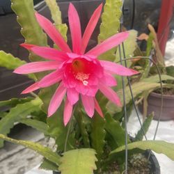 Tropical cactus