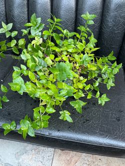 Evergreen Plant