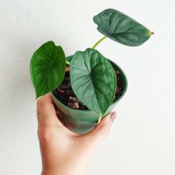 Alocasia Dragon Scale Plant 