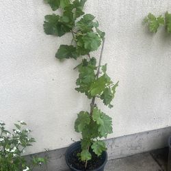 Grape black plant
