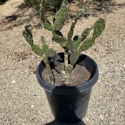 Cactus Plant 