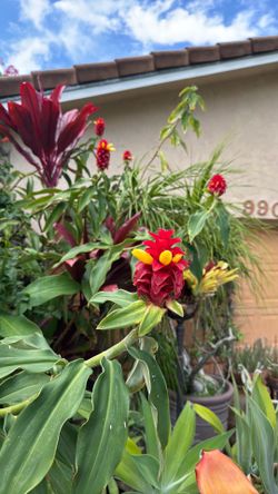 Tropical torch ginger plants