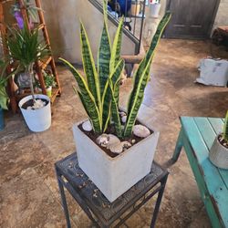 Sansevieria Snake Plants In Concrete Pot With Shells And Stones 