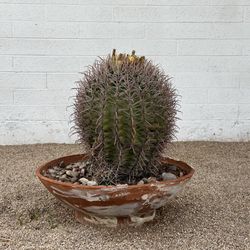 Extra Large 35 Year Old California Barrel Cactus Ferocactus acanthodes Plant in Terracotta Planter