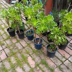 Plants For Sale 5.00 N Big Ones 10.00 Each Need Gone