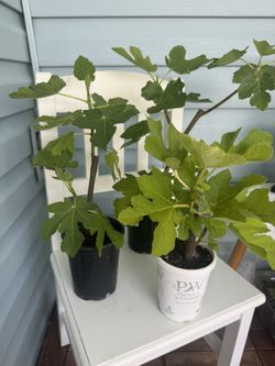 fig tree plants