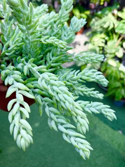 Plants (6”Sedum Burro’s Tail/ String of rice succulents $15)