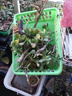 Succulent Clippings 2 For $1