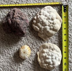 Lot of 2 White Coral Pieces/Skeletons with Brown Rock & Sea Urchin Shell