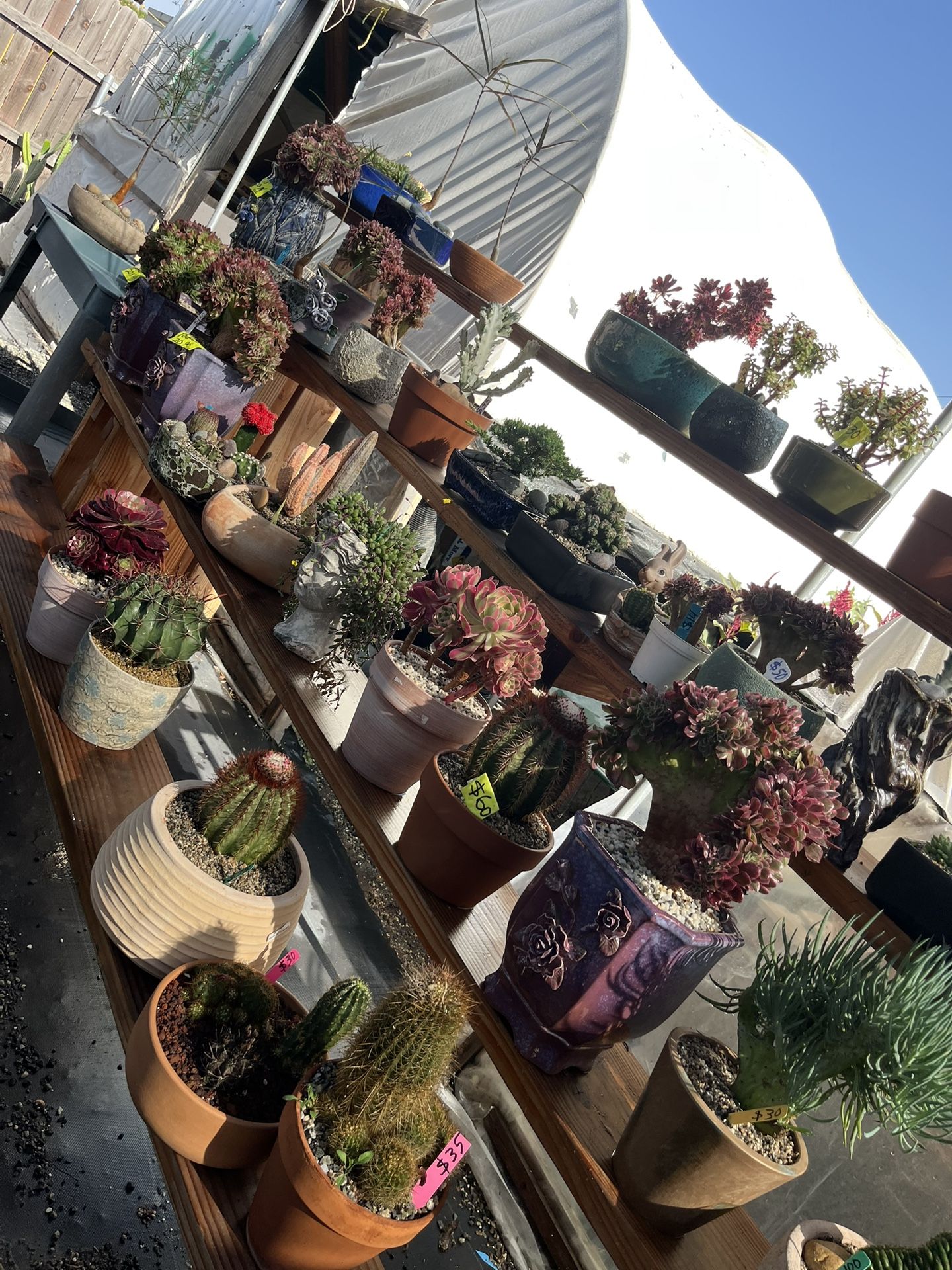 Succulents And Cactus Arrangements Are Ready For Today Father’s Day From $12 And Up