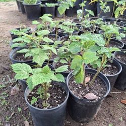 Red Thornless Raspberry Plants 1 Gallon 
