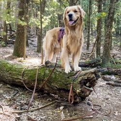 Biothane Dog Check Line In Black, Light Weight Dog Tracking Training Lead Line, Dog Training Drag Line, Long Line Leash