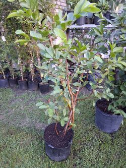 Arbol De Guayaba Blanca