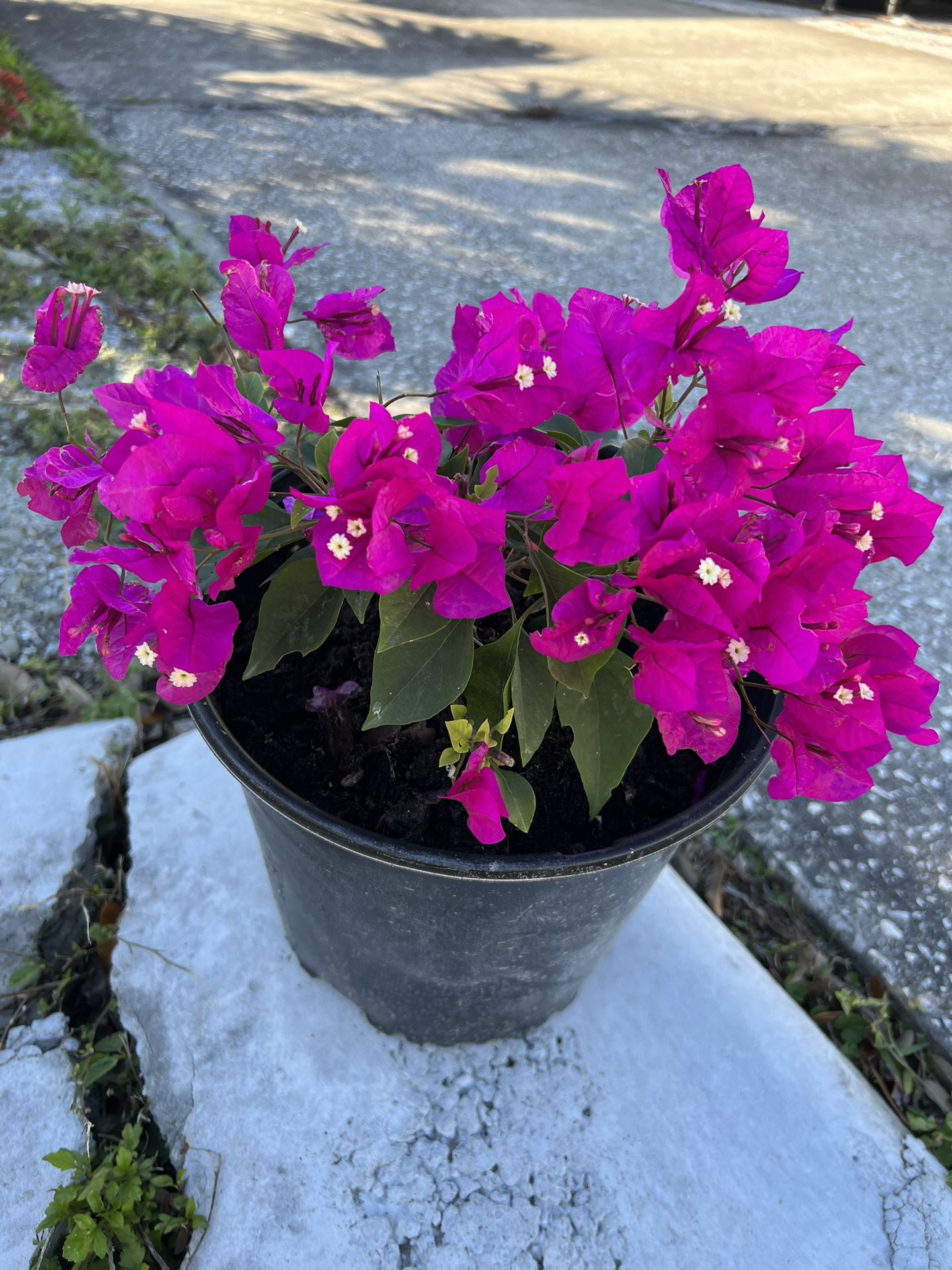 Blooming Bougenvellia in Pot  Rarer Color