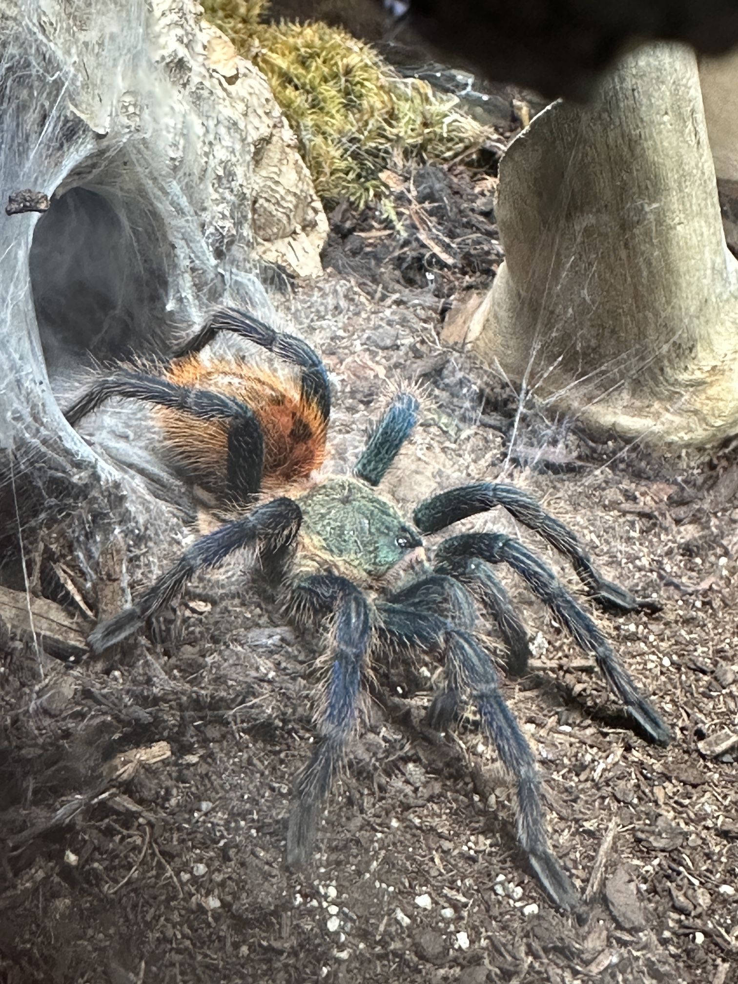 Tarantula Enclosure 