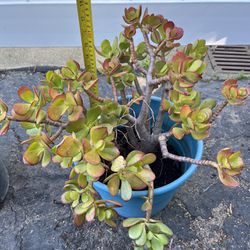 Jade Plant And Pot 