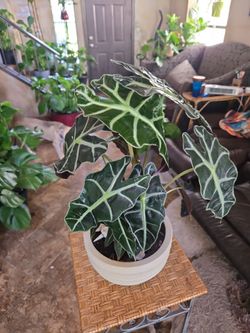 Live Alocasia plant in new 8in ceramic pot with shells